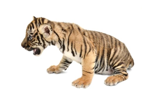 baby bengal tiger isolated on white background