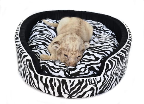 baby lion lying on  mattress isolated on white background