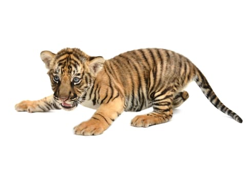 baby bengal tiger isolated on white background