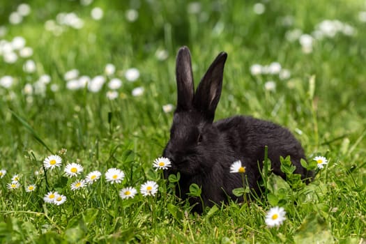 young rabbit