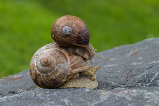 Vineyard snails