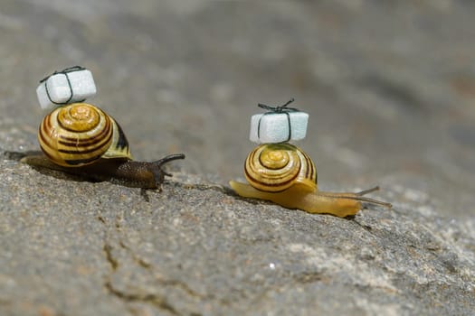 Snail mail