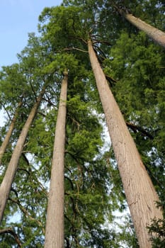 Details of bald cypress or taxodium distichum in nature against a blue skye