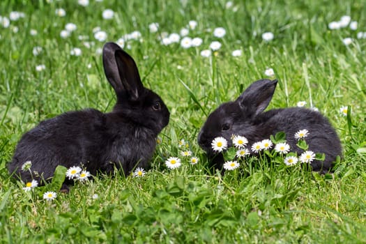 young rabbit