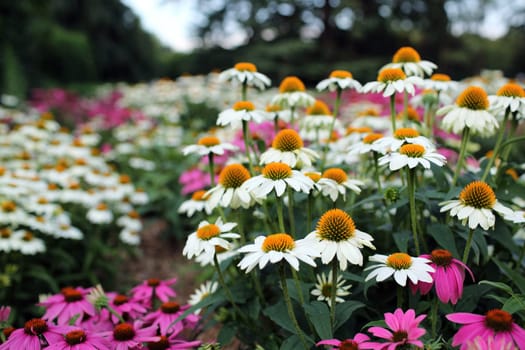 Details of coneflower or echinacea in a garden.