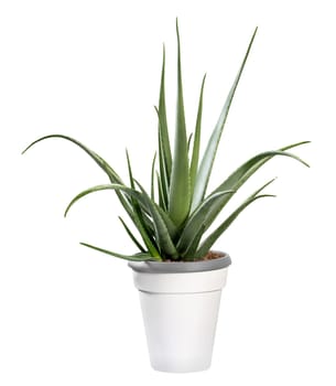 Potted Aloe vera plant isolated on white grown for its medicinal properties used in alternative medicine