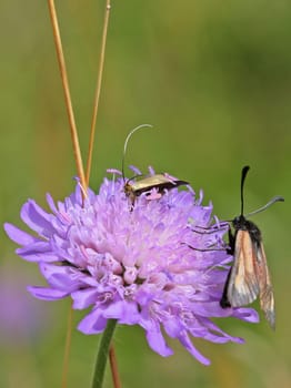 Longhorn moth (Nemophora metallica) laying eggs with thyme rams