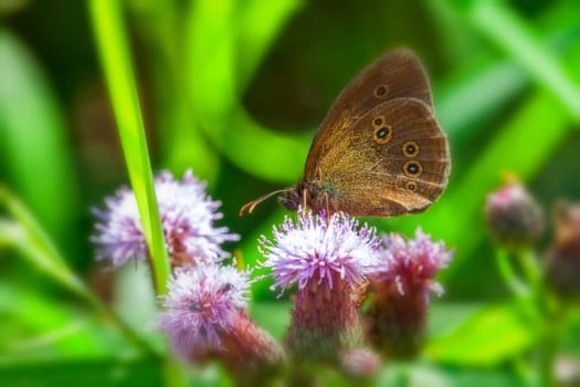 Brown forest bird collecting nectar - thistle
