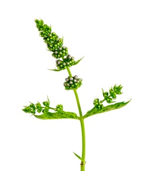 fresh mint with flowers, isolated on white
