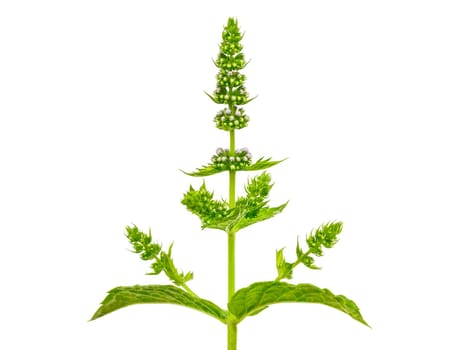 fresh mint with flowers, isolated on white