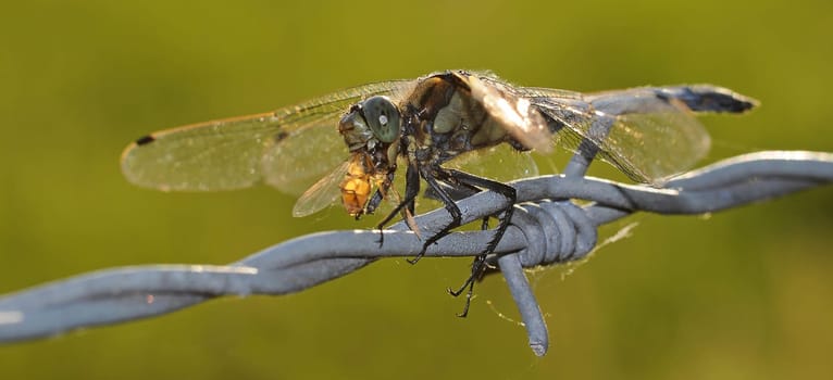 dragon-fly
