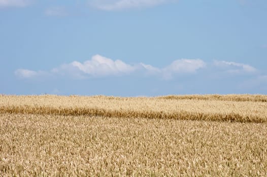 The photograph of a mature cornfield under a blue sky