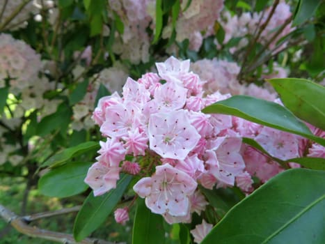 Great mountain laurel - Kalmia latifolia