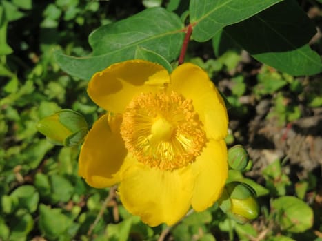 St. John's wort - Hypericum perforatum
