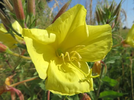 Common evening primrose - Oenothera biennis