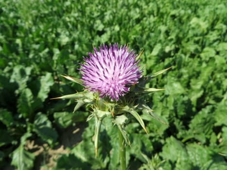 Milk thistle - Silybum marianum