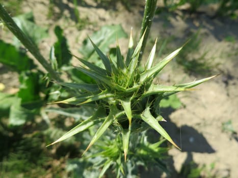 Milk thistle - Silybum marianum