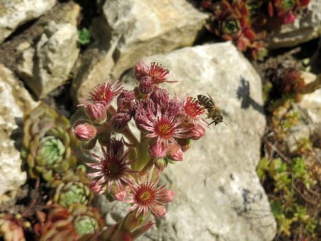 Roof-housewort - Sempervivum tectorum