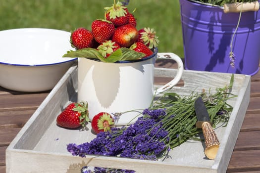 Freshly cut lavender lies with a knife on a wooden tray