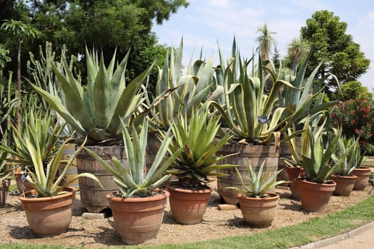 Details of many variety of potted agave in garden.