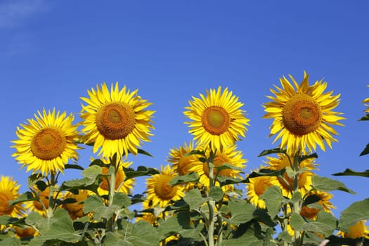 austria grimming 14-07-2013 the sunflower with blue sky in background