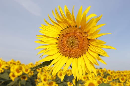 grimming austria 14-07-2013 the sunflower with the blue sky in background