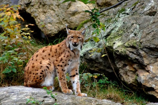 Lynx