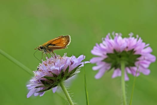 Brown skipper (Thymelicus sylvestris) on widow's flower