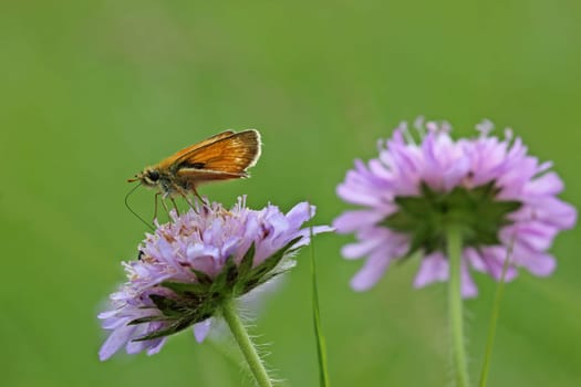 Brown skipper (Thymelicus sylvestris) on widow's flower