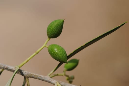 Olives