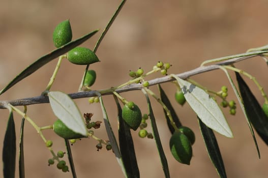 Olives