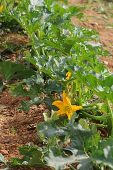 Courgette
