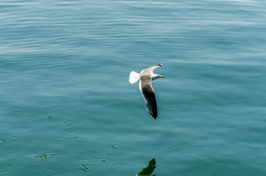 View of a seagull flying over a bay in the Pacific Ocean
