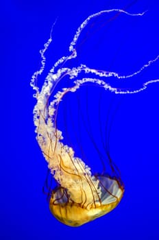 Vertical view of an orange Sea Nettle Jellyfish against a beautiful blue background