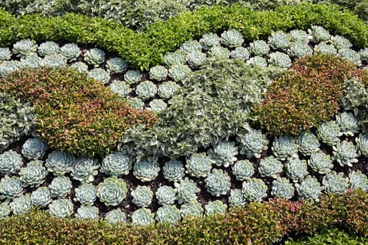 Details of succulents plants in an ornamental garden.