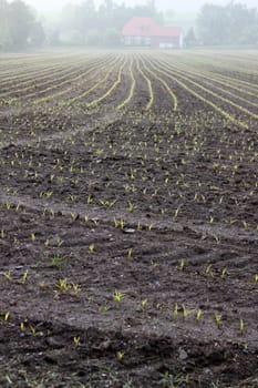 Very young maize plants