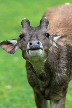 Rusa deer