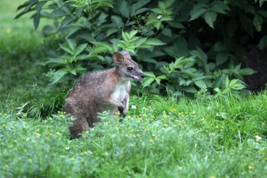 Parma kangaroo