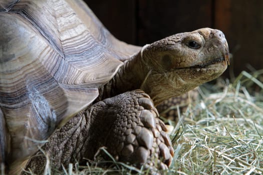 Spurred turtle