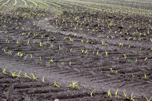 Very young maize plants