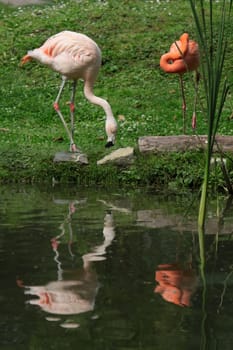 Flamingo