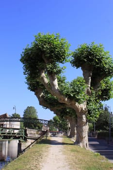 a line of trees along the canal with its rainbow bridge