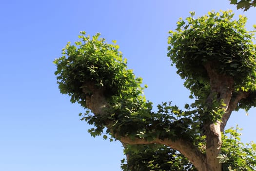a tree leaves against blue sky in summer