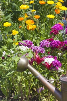 Summer flower bed with lilies,bearded carnations and an old copper watering can
