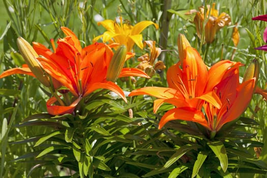 Colorful lilies in a flower bed in summer