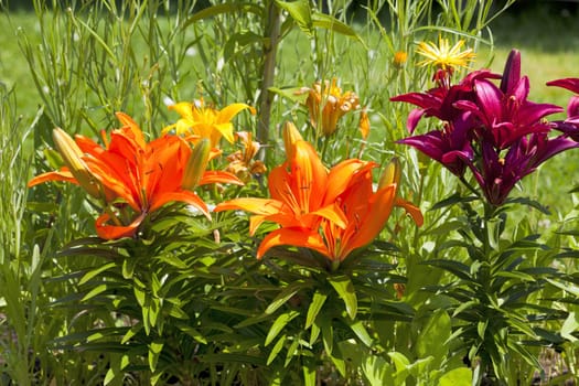 Beautiful different colored lilies in a flower bed in summer