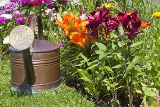 Old copper watering can stands in front of beautiful colorful lilies in the flower bed