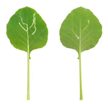 Kohlrabi leaf attacked by leaf miner, isolated