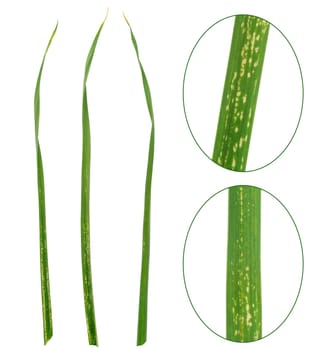 Garlic leaves attacked by allium leaf miner, Phytomyza (Napomyza) gymnostoma