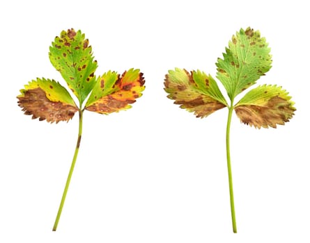 Strawberry leaf with the fungal disease, leaf scorch caused by Diplocarpon earlianum